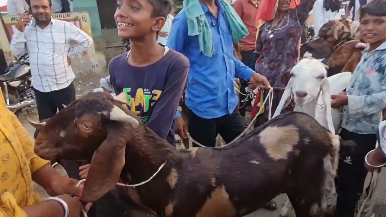 eid al adha 2025 ajmer Sharif Bakra Mandi ka Nazara