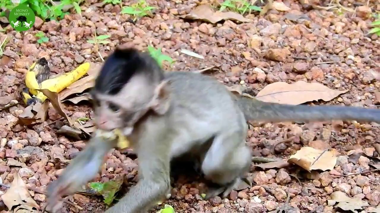 VEVRY Clever Baby Monkey ST1453 Mono Monkey