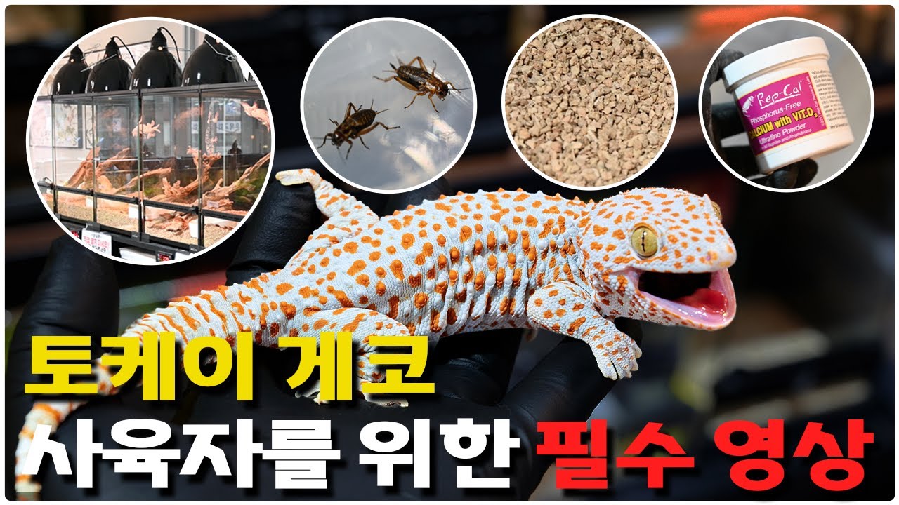 토케이게코 사육정보! 사육자, 사육 예정자 모두에게 도움되는 영상입니다.[토케이게코 사육Tip 2편]