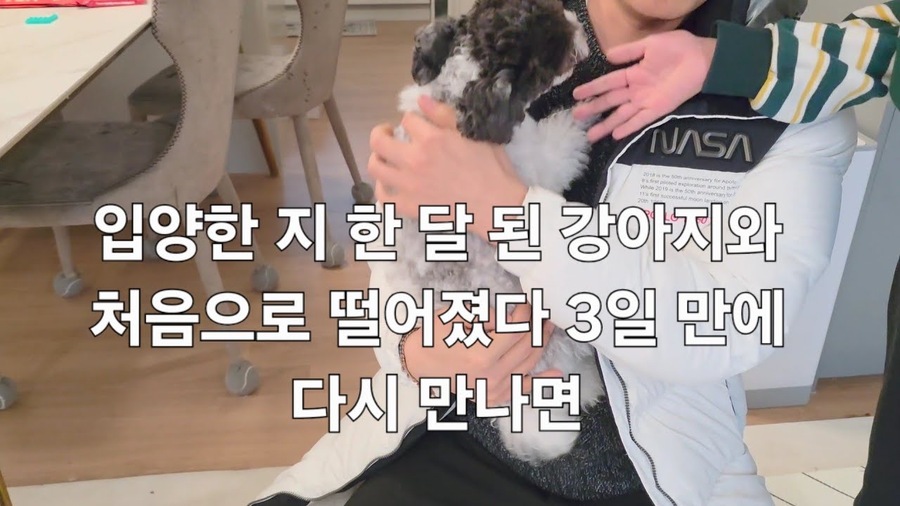 입양한지 한 달 된 반려견과 처음으로 3일만에 다시 만나면. #푸들 #반려견 #재회