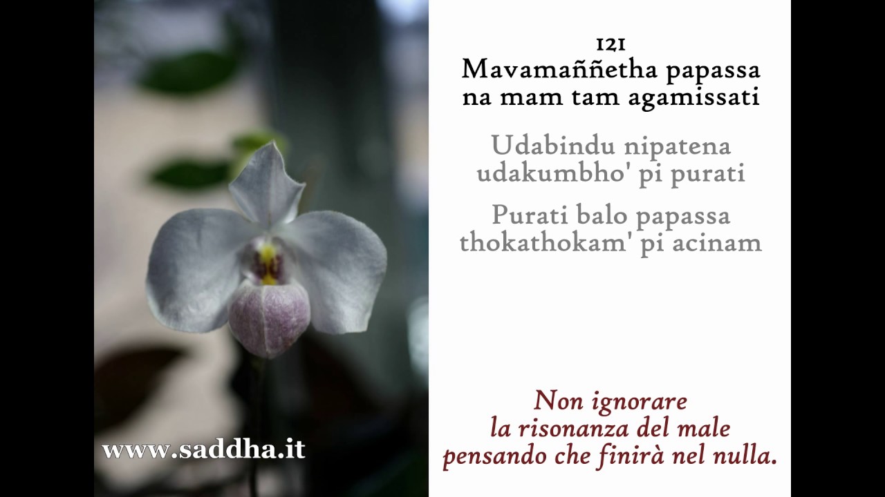 saddha Dhammapada