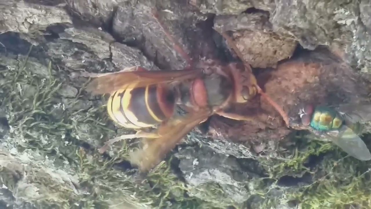 🐝Vespa Crabro-Stršljen🐝