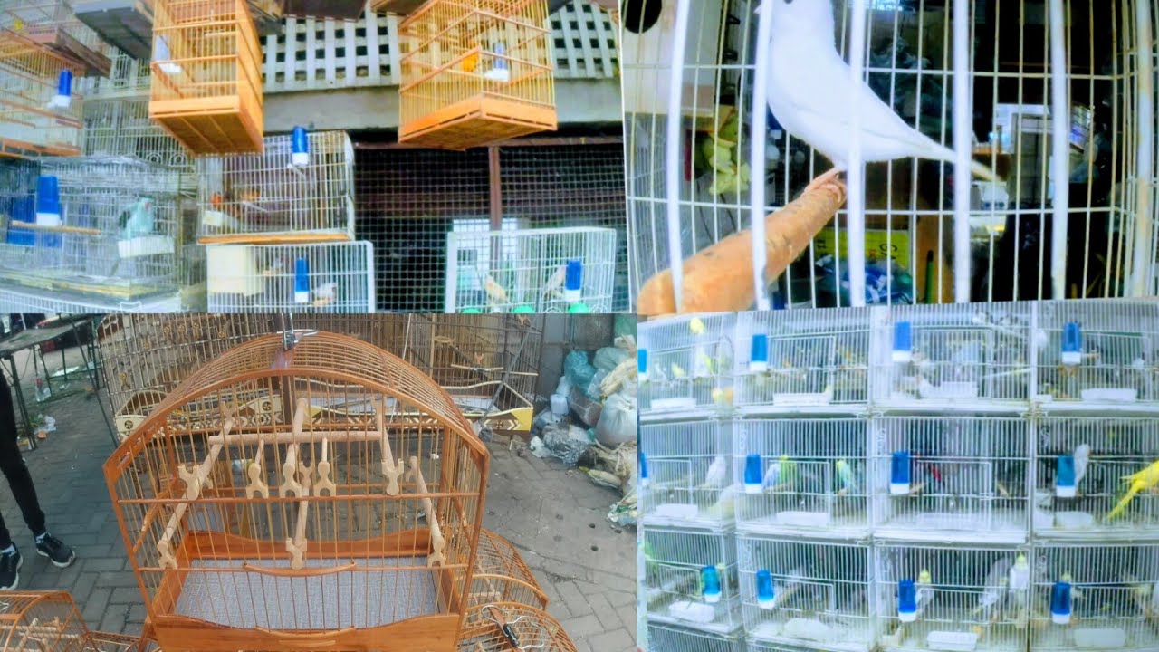 FEIRA DE PÁSSAROS GAIOLAS AVES AQUÁRIOS ACESSÓRIOS FEIRA DA MADALENA RECIFE PE 