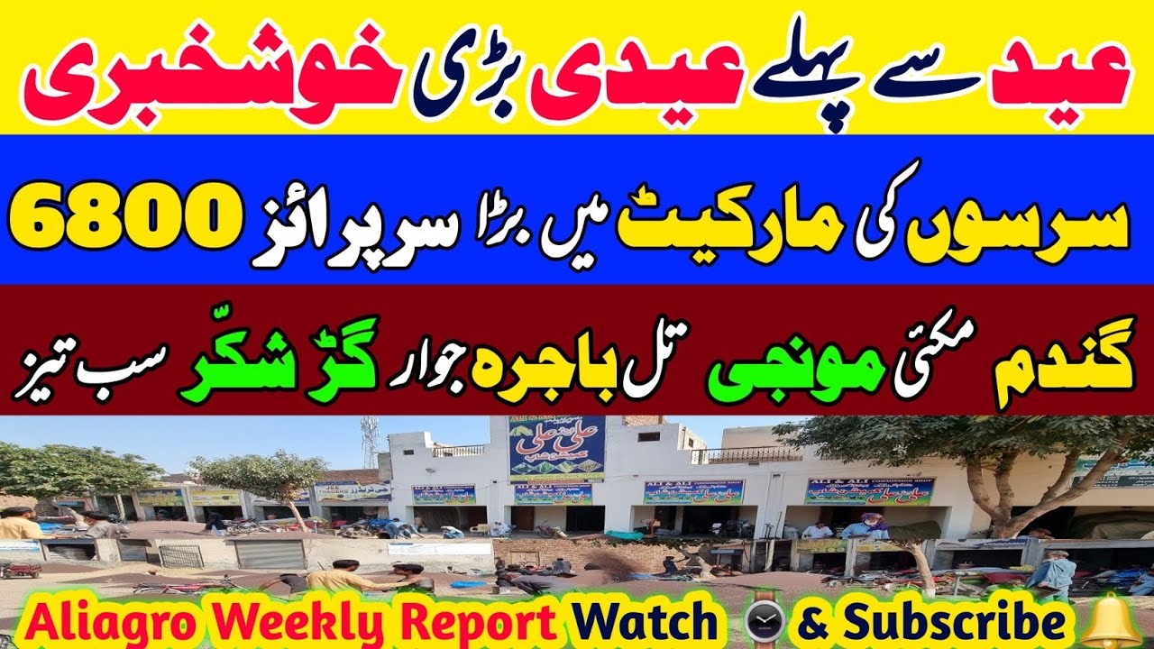 Sarson Rate Today | Gandum Rate Today |Munji Makki Til Gur Rate | Mandi Rate Today 