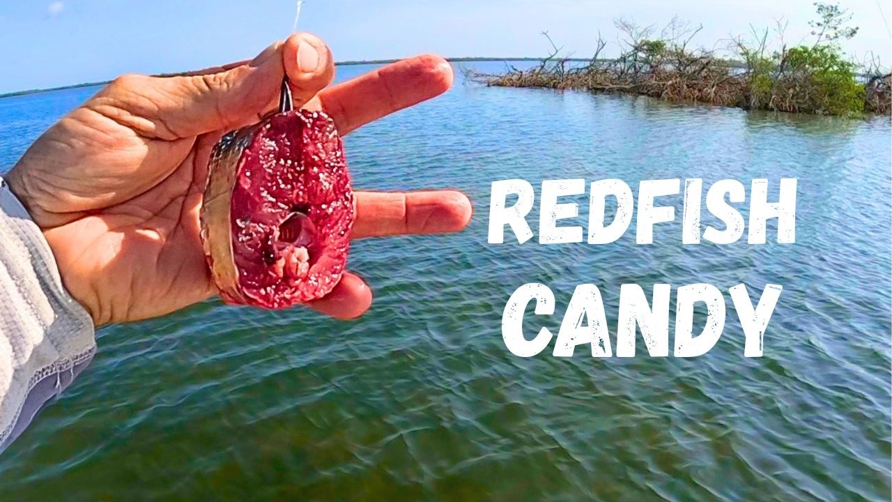 Simple way to get a Redfish | Charlotte Harbor Fisherman