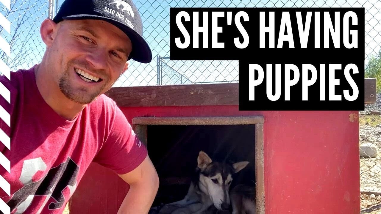 Meet Our New Sled Dog Puppies