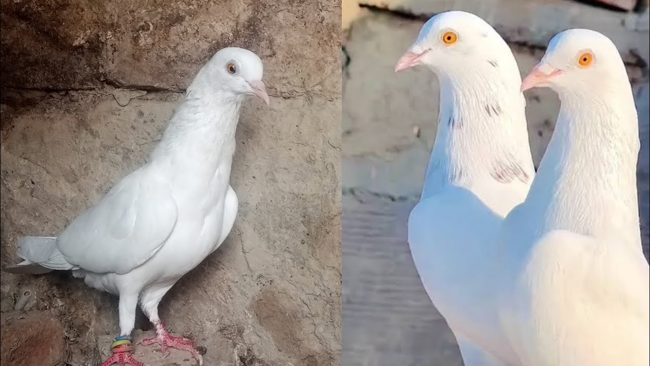 Patti wale kabootar || chatri wale kabootar || low flyer pigeon || indian kabutar || Kabootar bazi 