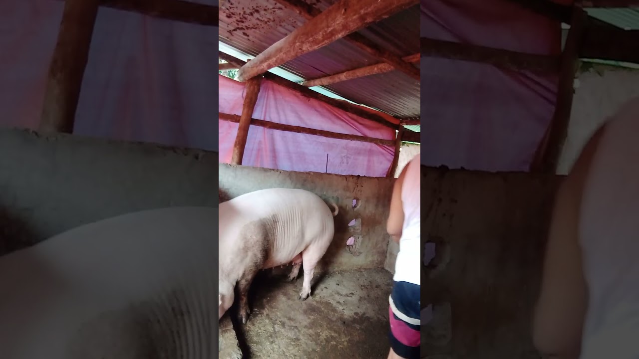Iwas sakit pag laging malinis ang ating mga baboyan ...#pig #pigfeed #pagbababoy 