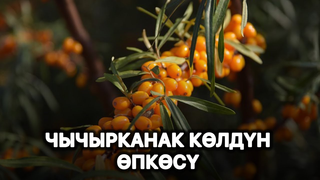 ЧЫЧЫРКАНАК КӨЛДҮН ӨПКӨСҮ