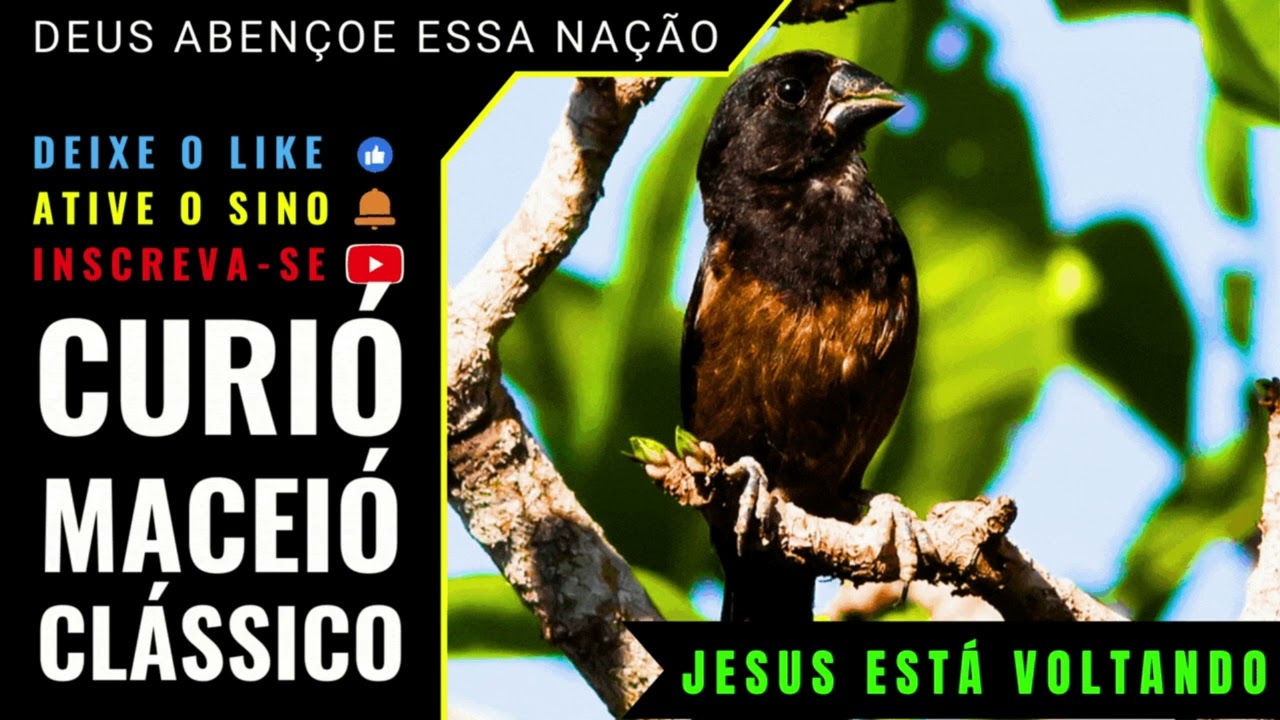 🟢 - CURIÓ CANTORIA MACEIÓ CLÁSSICO