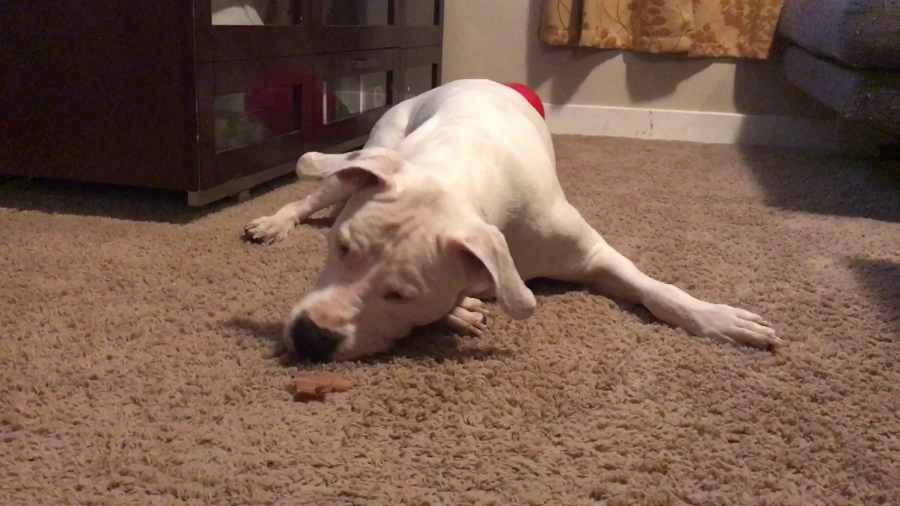 Pupper does an angry.
