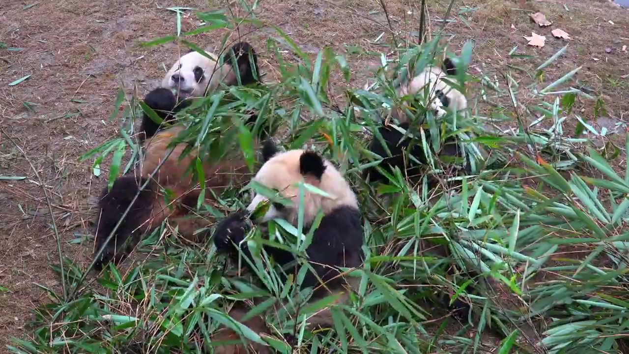 panda 3 eating bamboo 판다3마리가 대나무를 먹어요