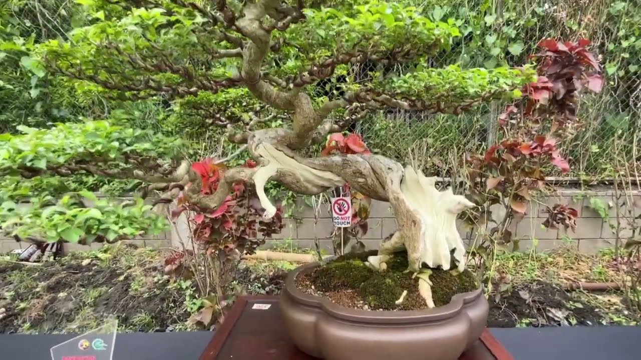 Full Video of the Bonsai Show 2023| Bakbakan Sa Tugas at Bato. #bonsaishow #bonsai