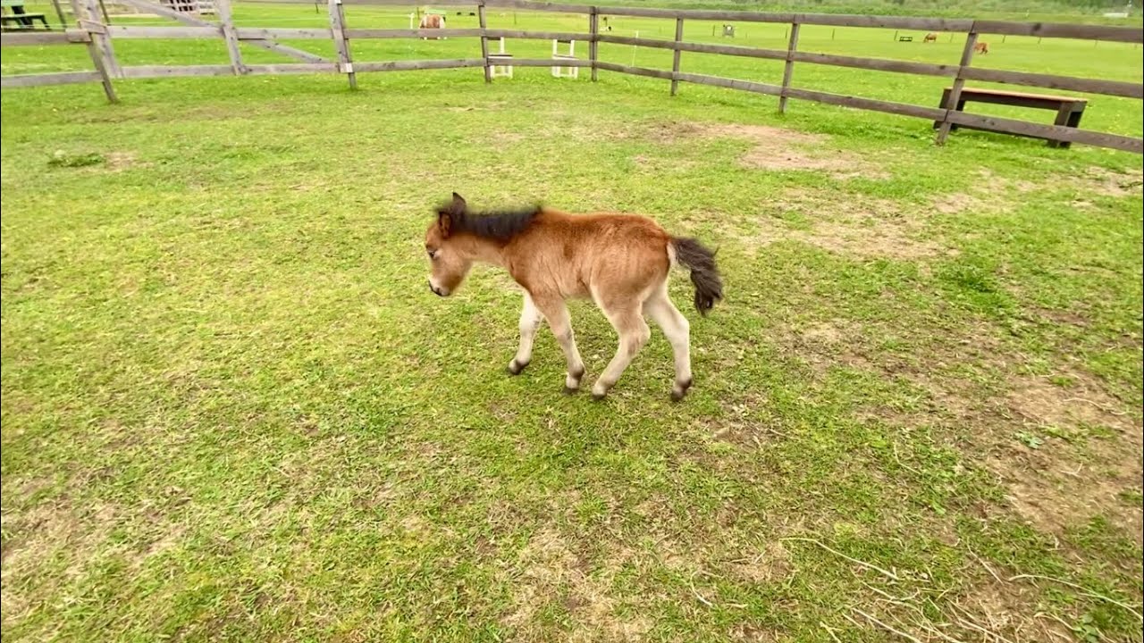 馬の育児拒否