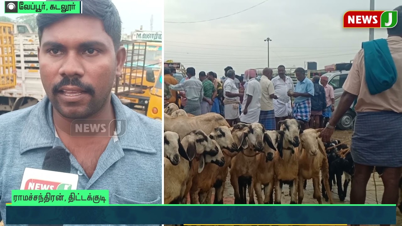 வேப்பூர் ஆட்டுச்சந்தையில் முறைகேடு நடப்பதாக குற்றச்சாட்டு | Veppur Sheep Market | Goat Sale |