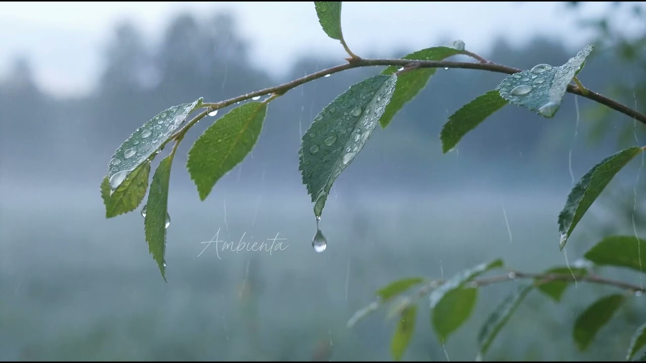 Classical Piano Music To Improve Focus While Working From Home | Ambienta