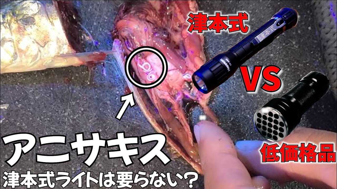 恐怖のアニサキスが見つかる！津本式ライトは要らない？格安専用アニサキスライトと検証した結果に衝撃