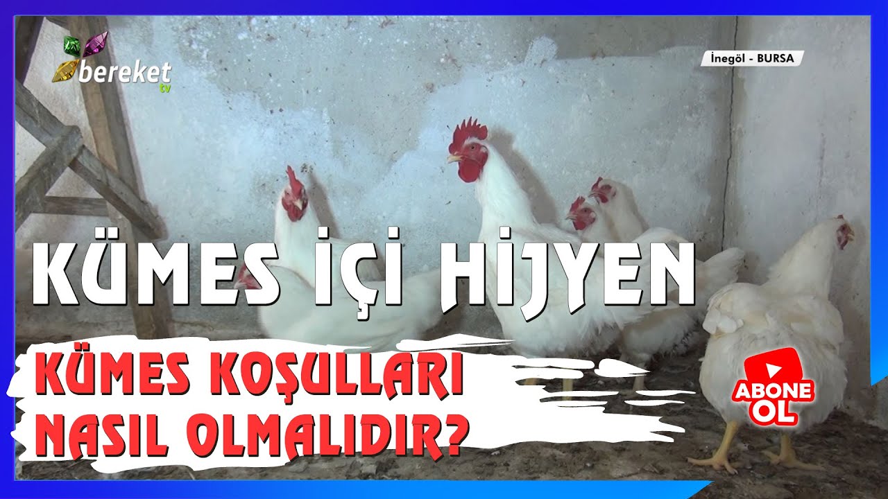 Kanatlı Hayvanlarda Kümes Koşulları Nasıl Olmalıdır? Hijyen Konusunda Dikkat Edilmesi Gerekenler