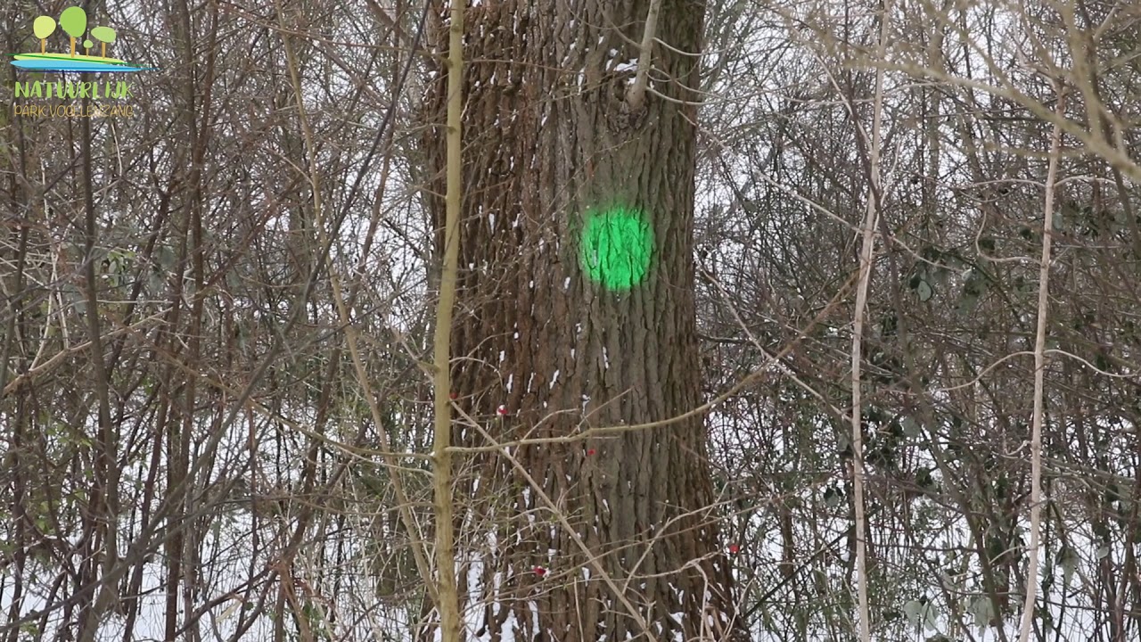 LET OP! Bomen met een groene stip worden gekapt