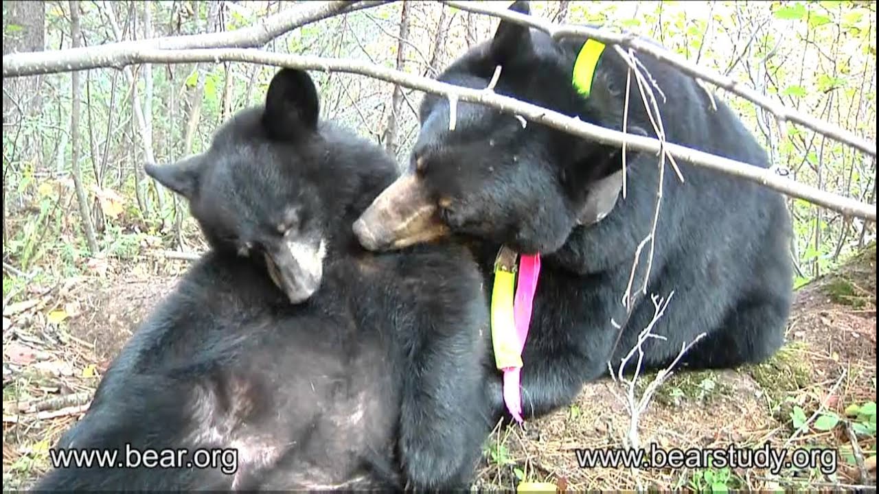 September 30, 2011 - Lily the Black Bear and Faith - bonding