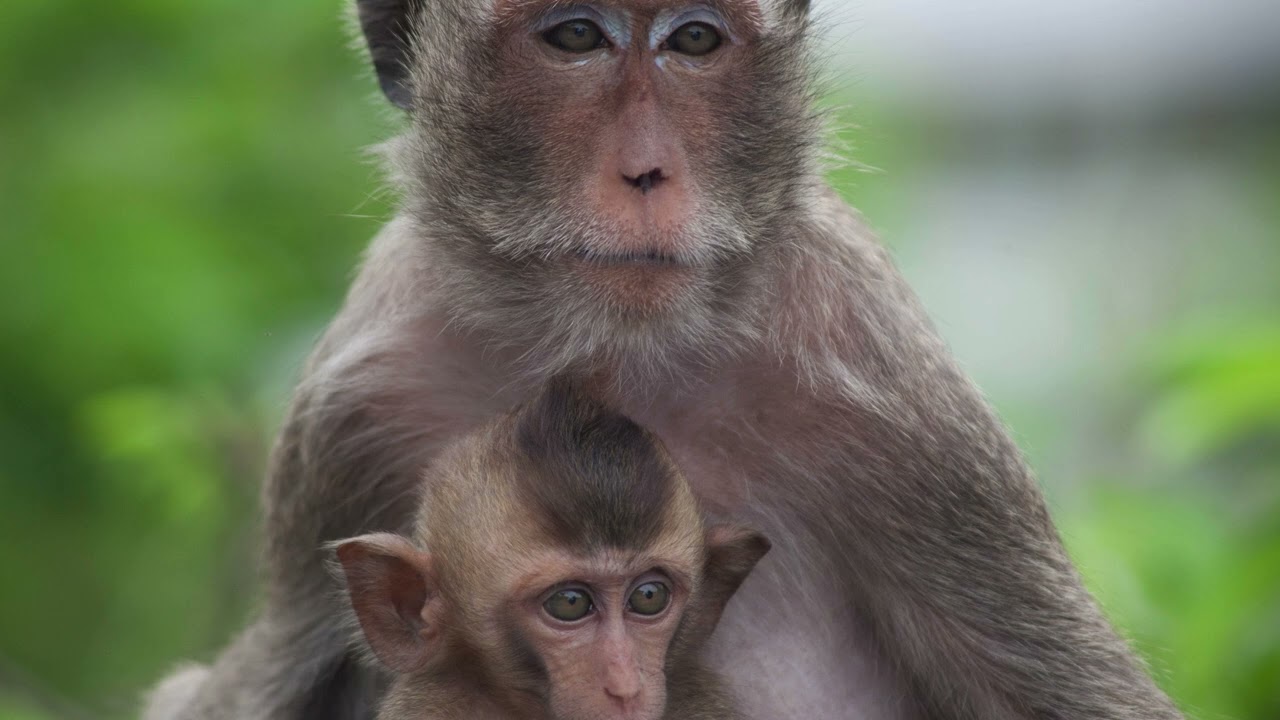 #monkey