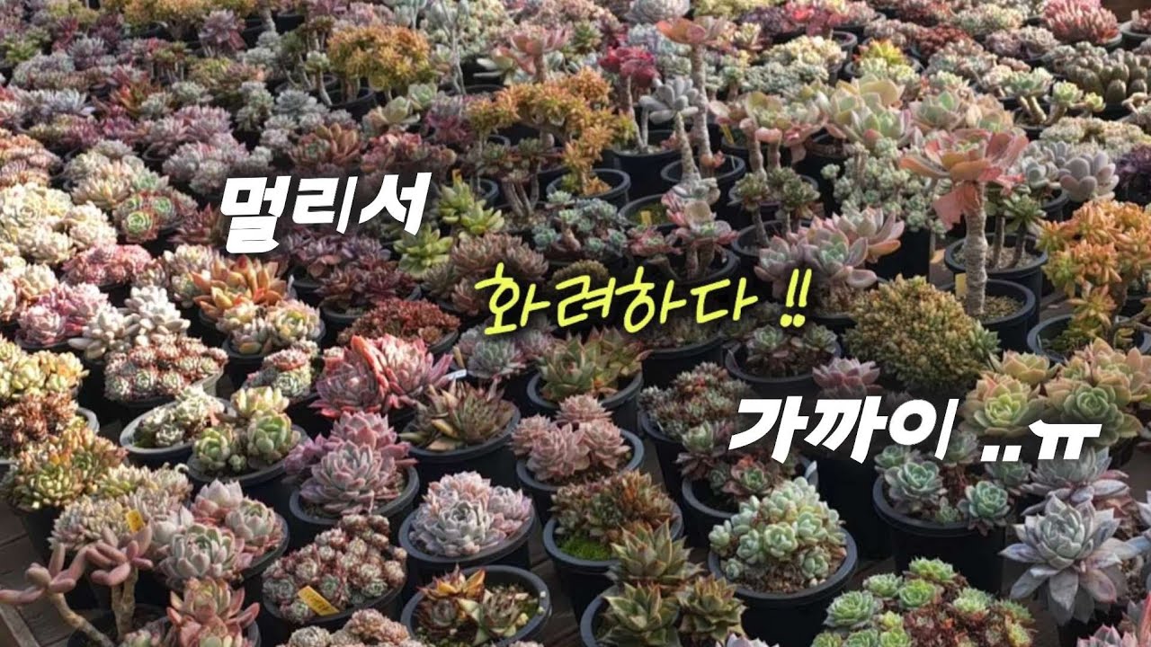 《2월다육관리》2월 내눈에 안 이쁜것들...관리가 필요해 !! ✅️다육 따듯한 봄이 오기전 ~ 체크