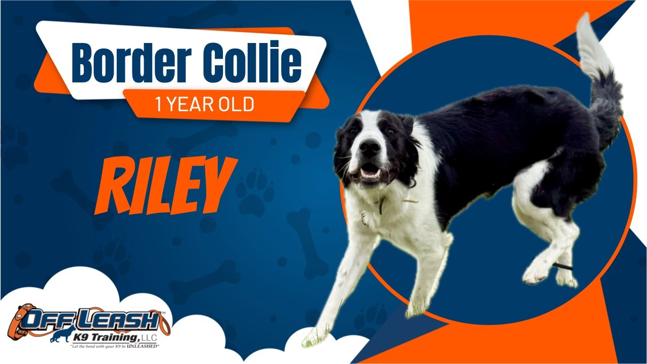 Riley- 1 Year Old Border Collie- 2 Week Board and Train