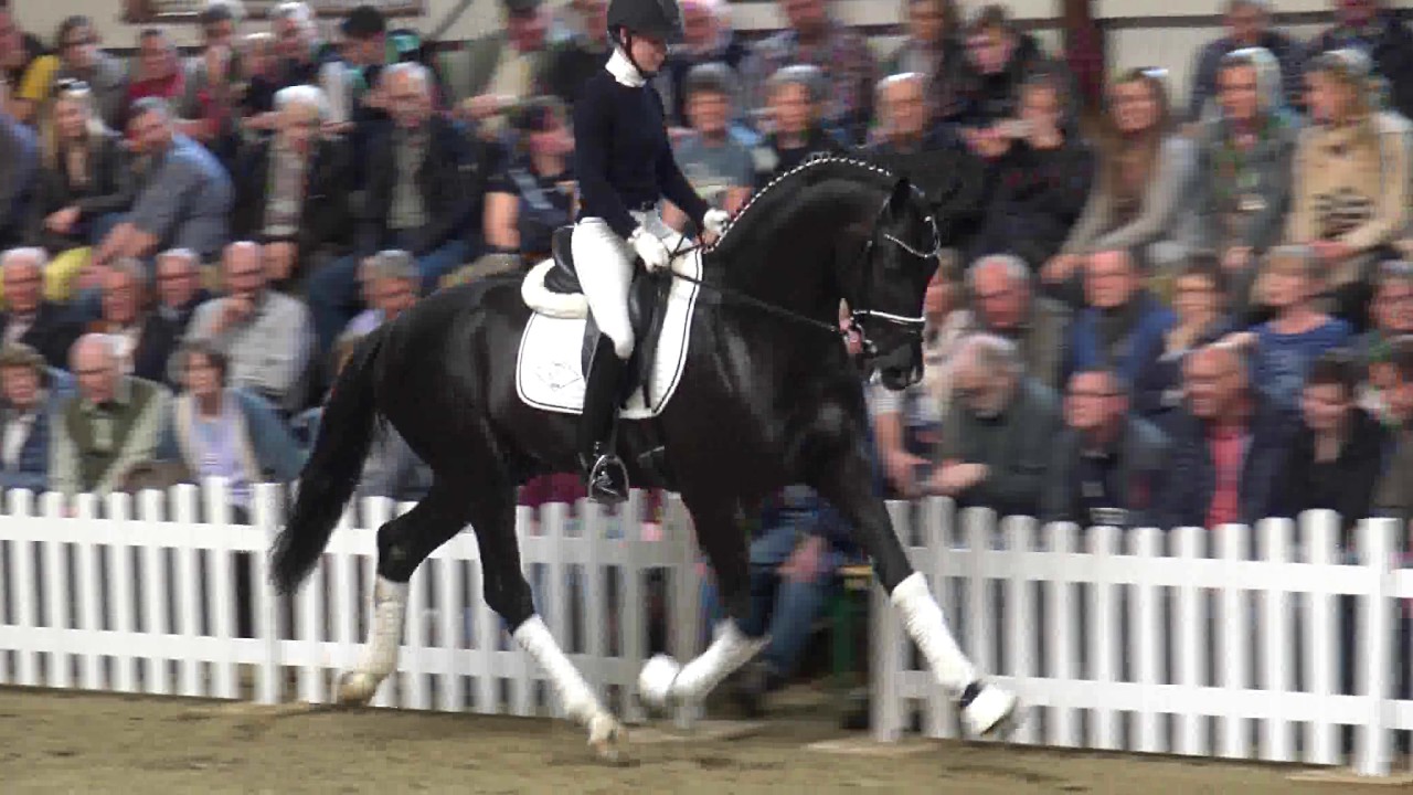 SECRET(Sezuan x St.Moritz) today at stallionshow Gestuet WM in Germany!!!!!
