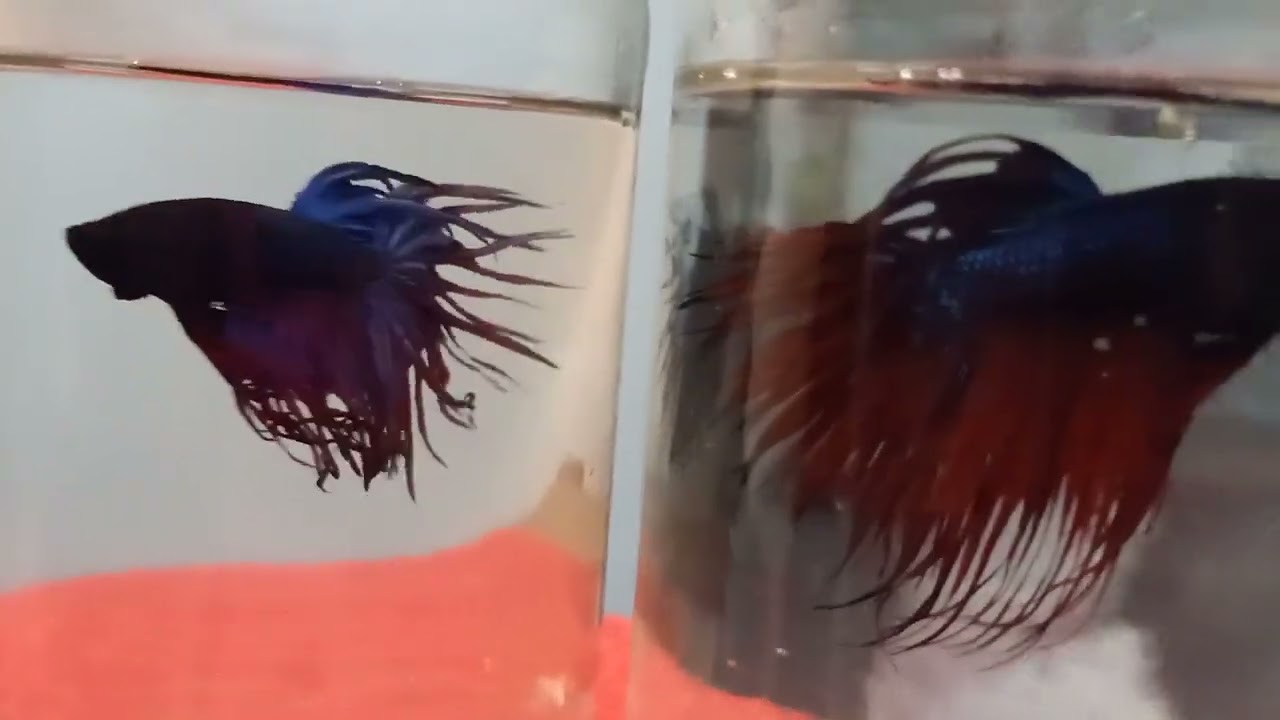 Beautiful Fighting Fish