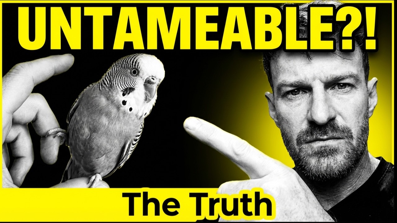 Your Budgie Isn’t Untameable (You’re Just Missing This)