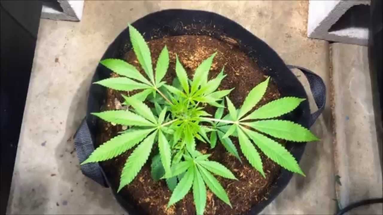 Fabric Pot Grow Off - Day 14 Veg - TGA Chernobyl
