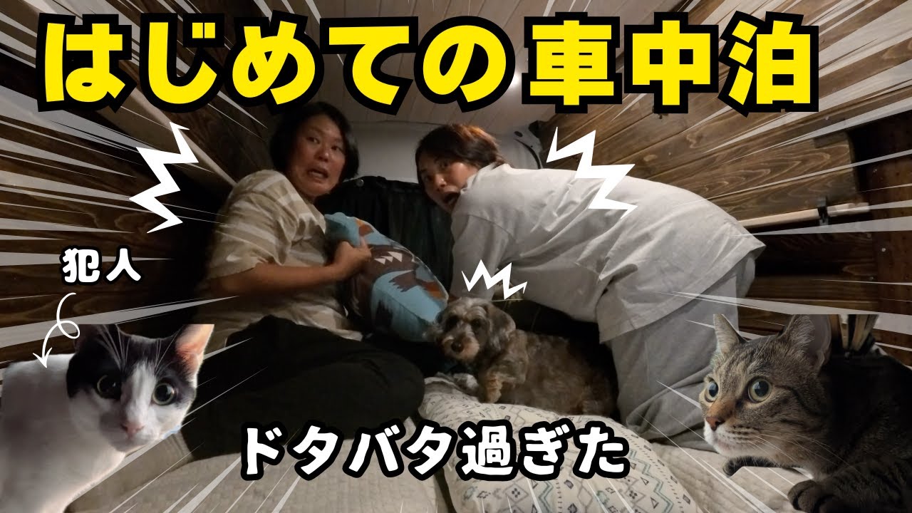 犬猫連れで初めての車中泊テスト！想像以上にドタバタでした…寝不足です😂