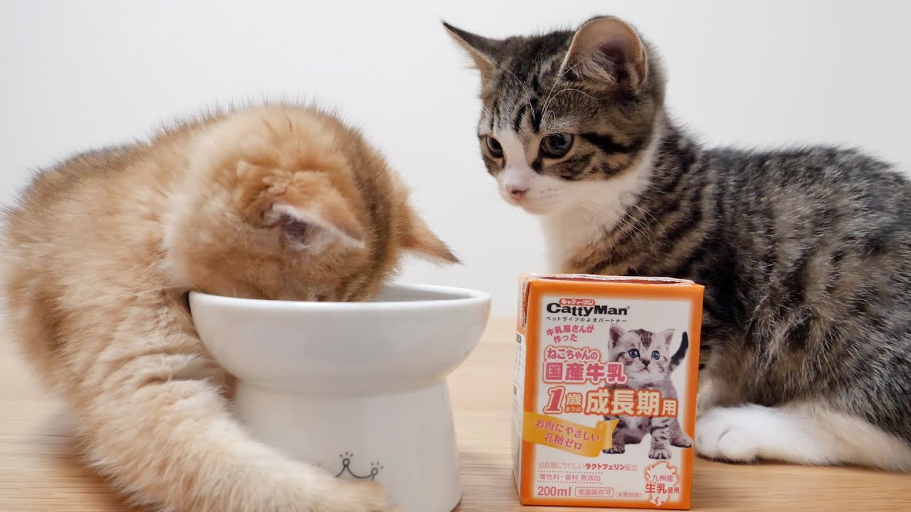 Kitten Coco is attacked by Mimi who is drunk with milk