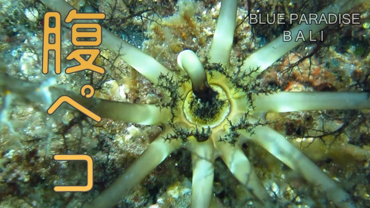 樹手目ナマコの捕食【バリ島ダイビング】Magnum sea cucumber feeding