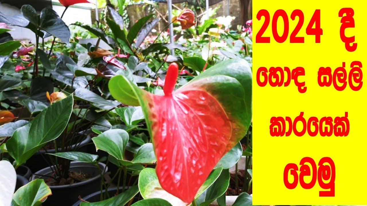 ගෙදර  වැඩ කරනගමන් සල්ලි  හොයමු  | anthurium | beautiful | flowers | garden | botany | plants | lokki