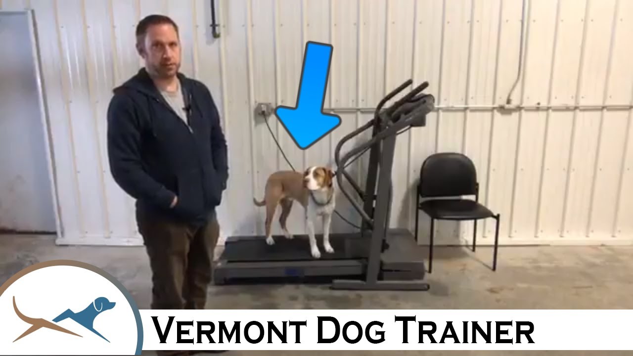 HOW TO WALK YOUR DOG ON A TREADMILL