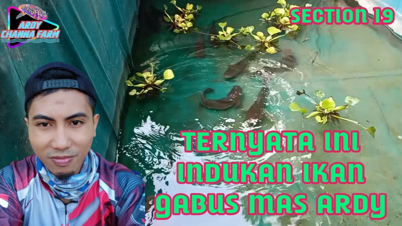 Serunya Memberi Makan Indukan Ikan Gabus Mas Ardy