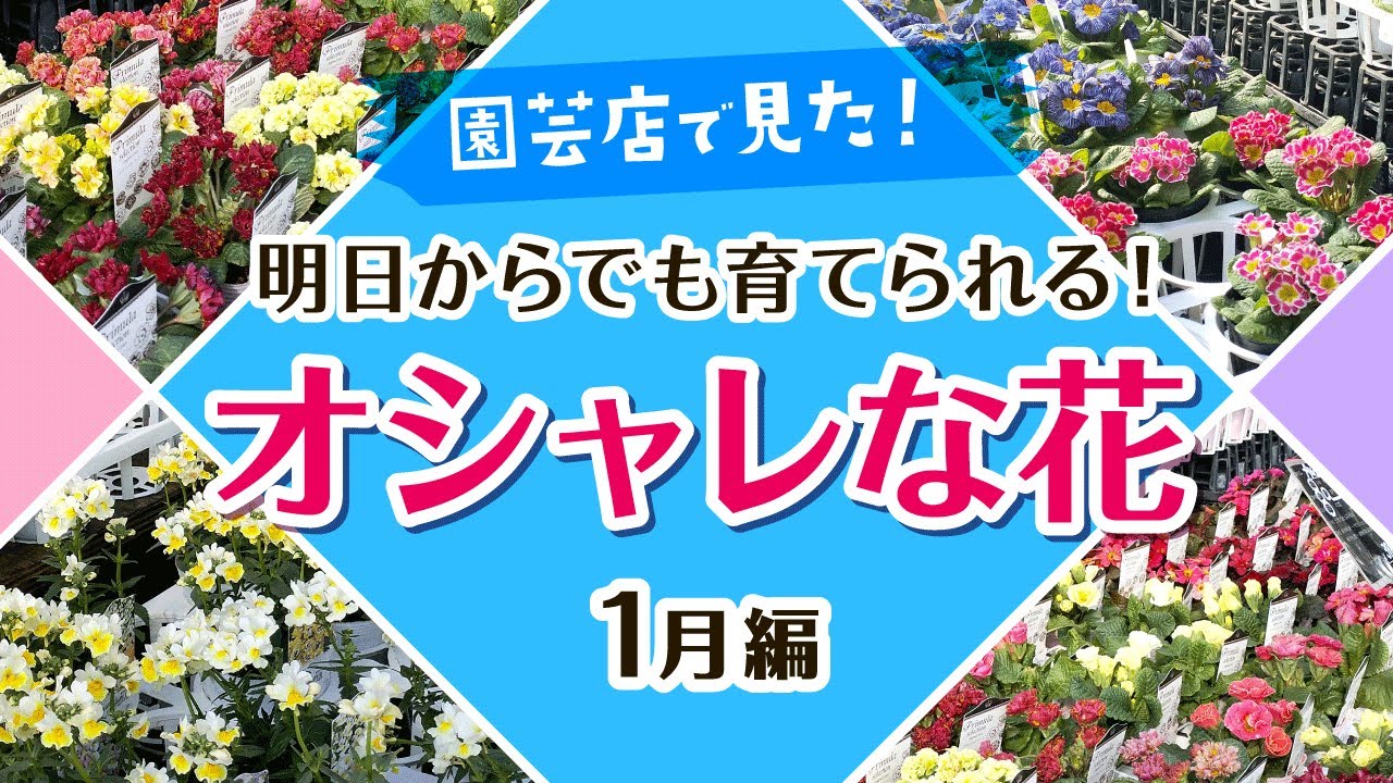 【ガーデニング】今すぐ育てたい！園芸店で見たオシャレな花！園芸のプロも推す注目の大人気品種を最新情報で紹介！驚きの新品種！お買い得情報！フラワーガーデン泉・群馬県・gardening