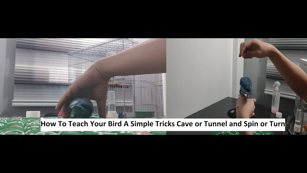 How To Teach Your Bird A Simple Tricks: Cave or Tunnel and Spin or Turn