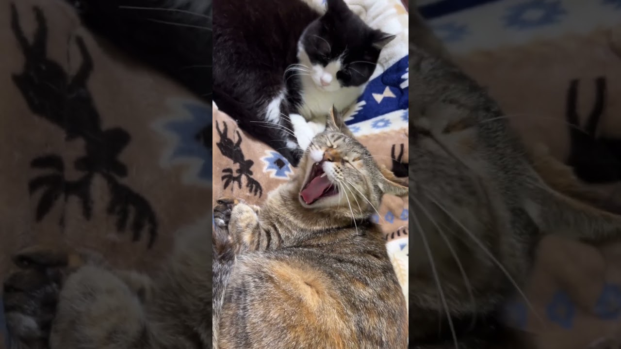 【珍芸】触るとあくびが出る猫二匹😳👏 #shorts