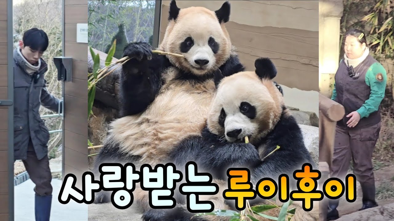 루이 후이 아이바오 러바오 모두 사랑받은 티가 팍팍나는 영상💕 25.12.26 Ruibao Huibao Aibao Lebao 