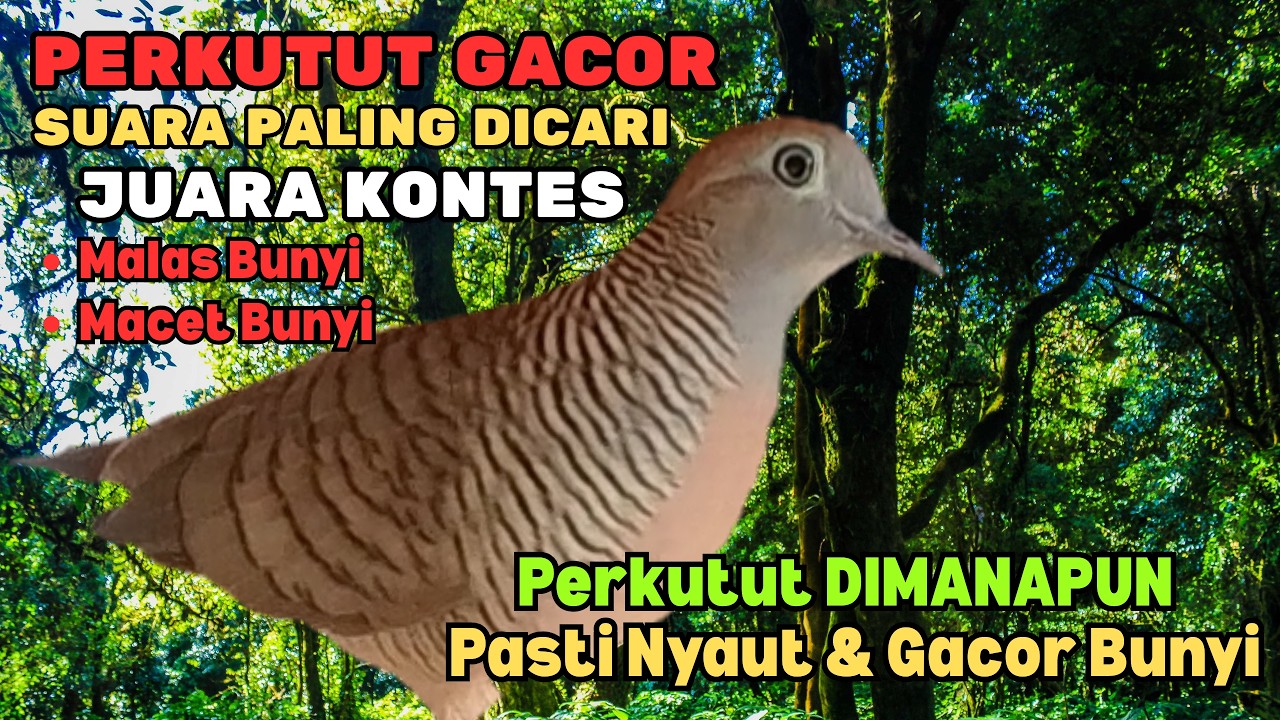 Suara Perkutut Lokal Gacor Juara Kontes Paling Dicari | Pancingan Ampuh Sekali Putar Langsung Nyaut