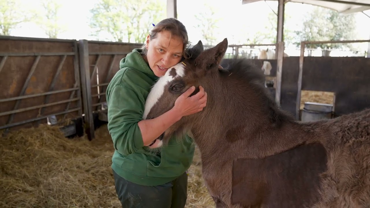The official introduction! Shire Horse Foal!