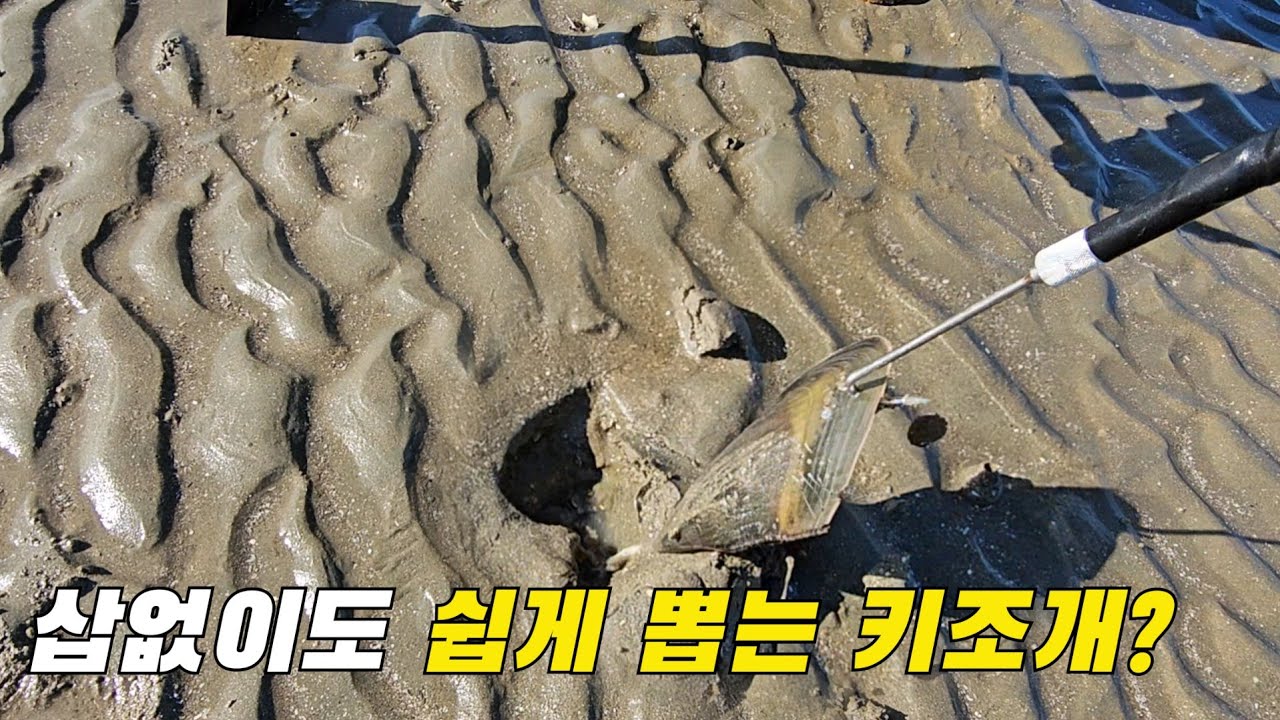 이해변에 키조개는 호미 삽 필요없이 이거 하나만 된다고?! catching pen shells without digging the ground