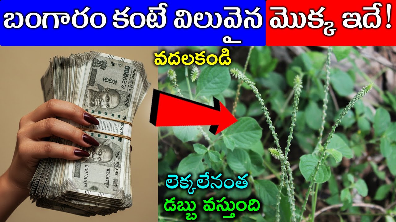 బంగారం కంటే విలువైన మొక్క ఇదే!వదలకండి లెక్కలేనంత డబ్బు వస్తుంది