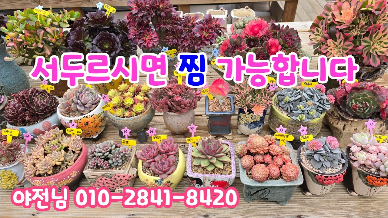 260225📍#야전님 릴리안 샤넬철화 여인의향기 황금노을 아악무 핑크마녀 철화 슈가베이비 부용철화 로신 라울 아리엘 매직쨈골드