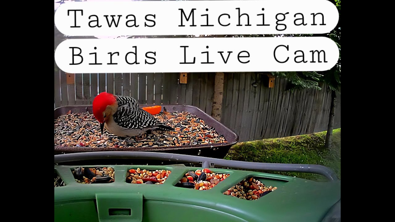 Tawas Michigan Birdfy 2 Pro Live Bird Cam