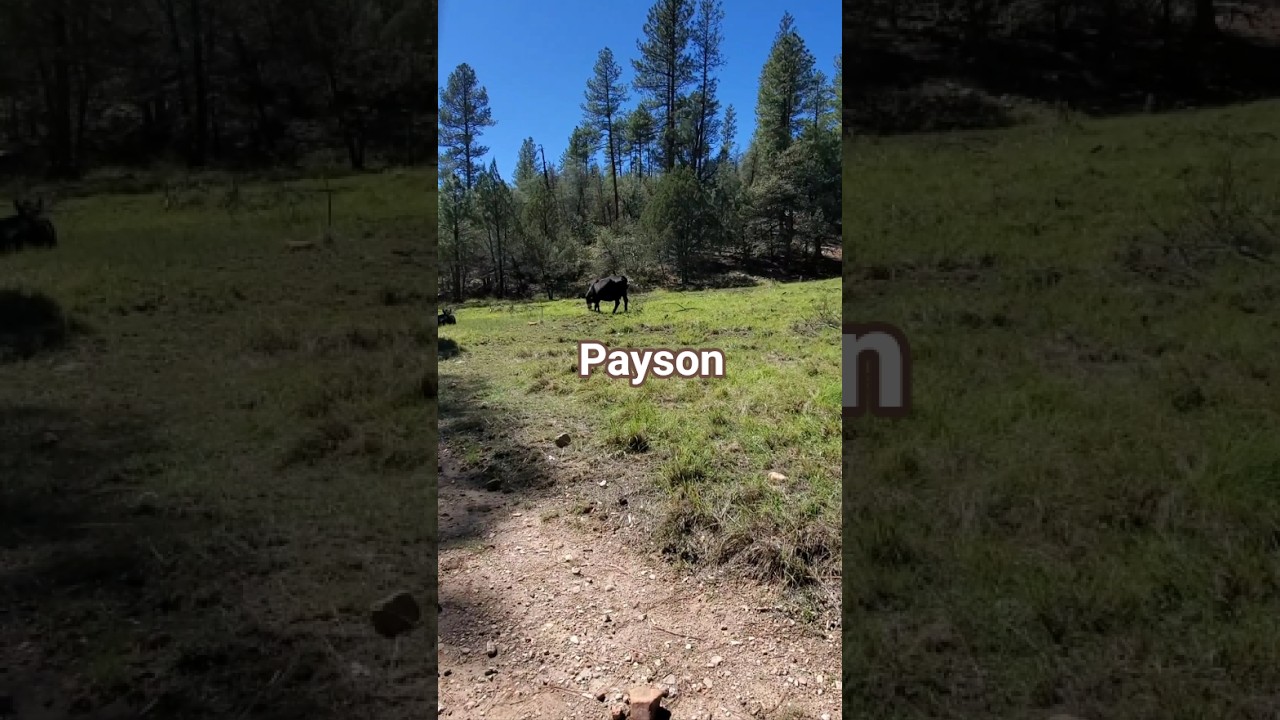 Payson Arizona #payson #az #cows #animals #roadtrip #hiking #exploring #nature #outdooractivities
