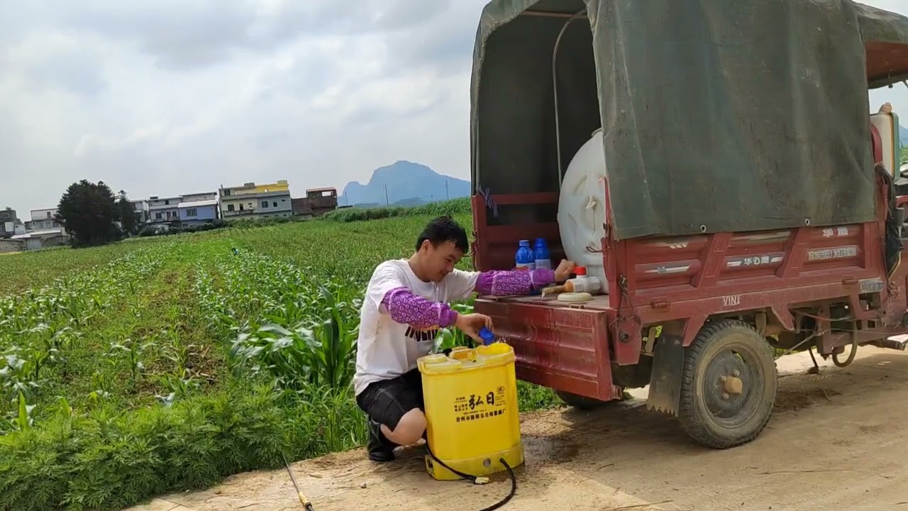 煊爸今天不做奶爸，去给玉米打除草剂，你们家也是这样除草的吗？ 