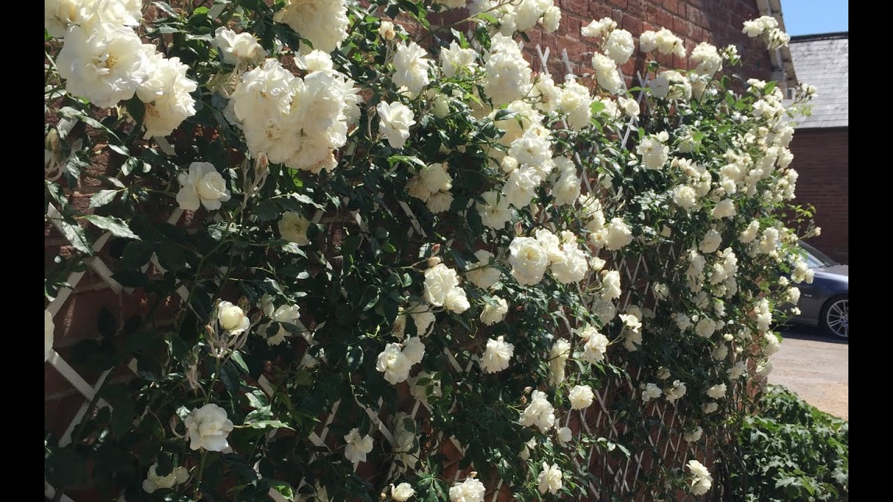 Climbing rose cut to ground and re-tied.